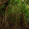 Rainforest