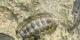 Chiton tuberculatus - Grand-Bourg, Marie-Galante, septembre 2007