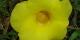 Alamanda cathartica - Marie-Galante, septembre 2007