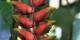 Balisier (Heliconia rostrata) - Deshaies, La Basse-Terre, septembre 2007