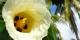 La flore