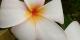 Fleur du Frangipanier (Plumeria) - Basse-terre, septembre 2007