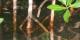 La mangrove